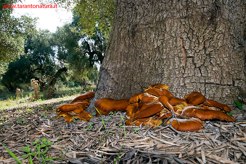 Funghi in un uliveto